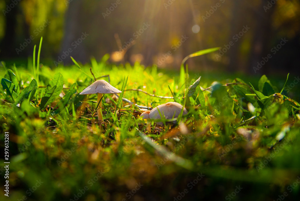 Obraz premium Mushrooms grow on the lawn in the light of sunlight
