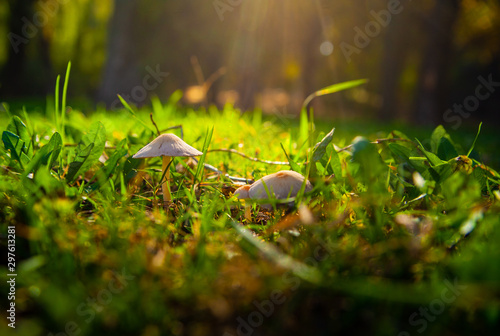 Mushrooms grow on the lawn in the light of sunlight