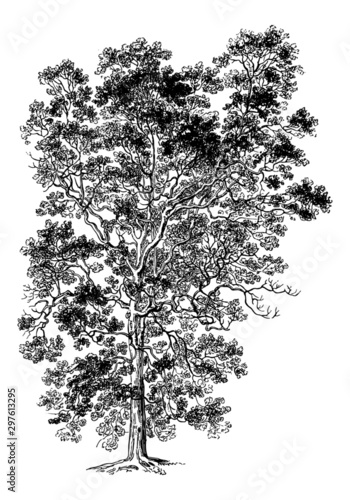 Elm Tree - Vintage Engraving Illustration	