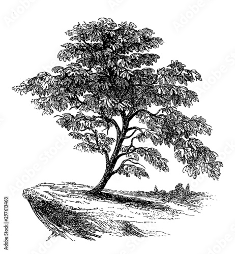 Ficus (Fig Tree) - Vintage Engraving Illustration	
