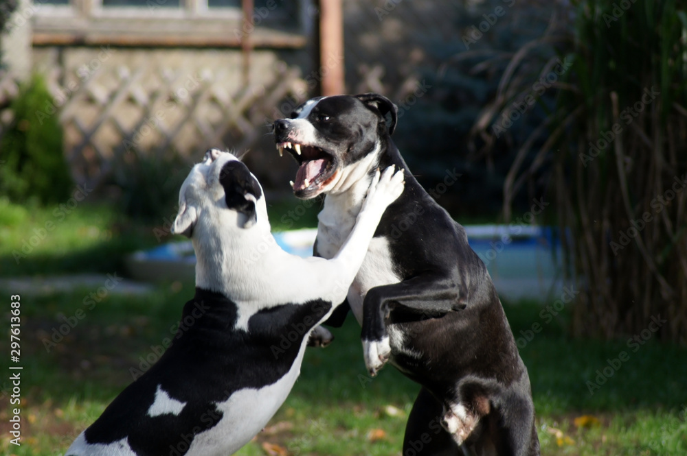 Zwei Bulldoggen spielen zusammen im Garten