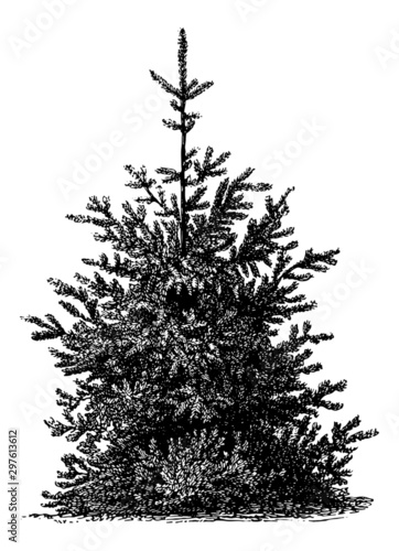 Picea Smithiana (Himalayan Spruce Tree) - Vintage Engraving Illustration	 photo