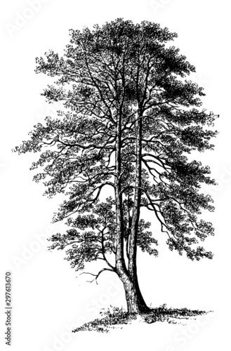 Holly Tree - Vintage Engraving Illustration