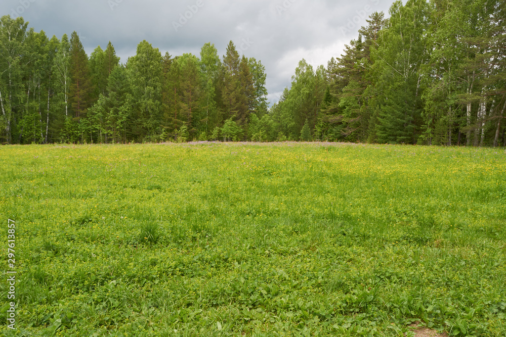 glade with green grass yellow flowers in the background forest