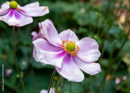 Pink flower macro 