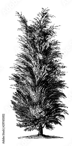 Juniper Tree - Vintage Engraving Illustration	