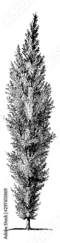 Populus Nigra (Black Poplar Tree) - Vintage Engraving Illustration	