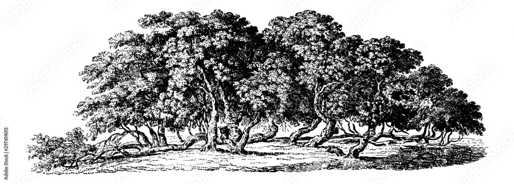 Fototapeta Mulberry Trees - Vintage Engraving Illustration	