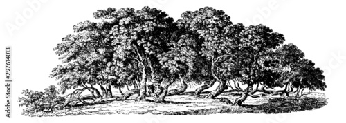 Mulberry Trees - Vintage Engraving Illustration	