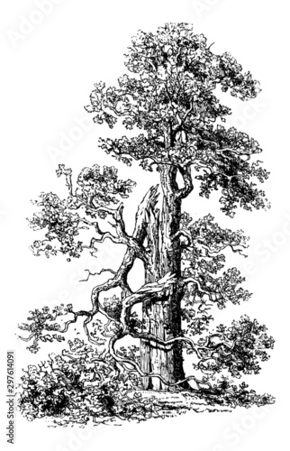 Oak Tree - Vintage Engraving Illustration	