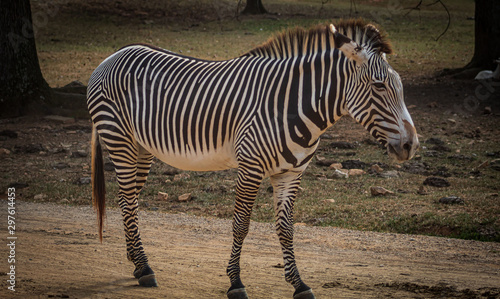 Comical Zebra