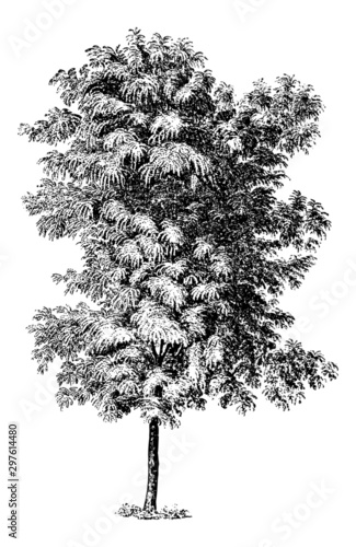 Robinia Pseudoacacia (Black Locust) - Vintage Engraving Illustration