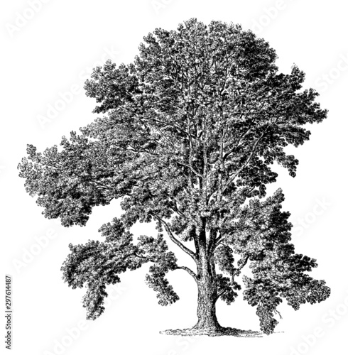 Populus (Poplar Tree) - Vintage Engraving Illustration