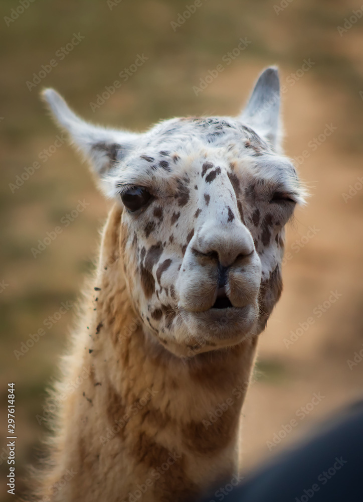 Obraz premium Alpaca