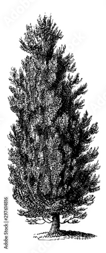 Thuja Tree - Vintage Engraving Illustration