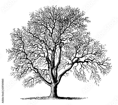 Juglans (Walnut Tree) - Vintage Engraving Illustration