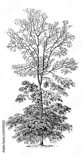 Carya Tomentosa (White Hickory) - Vintage Engraving Illustration