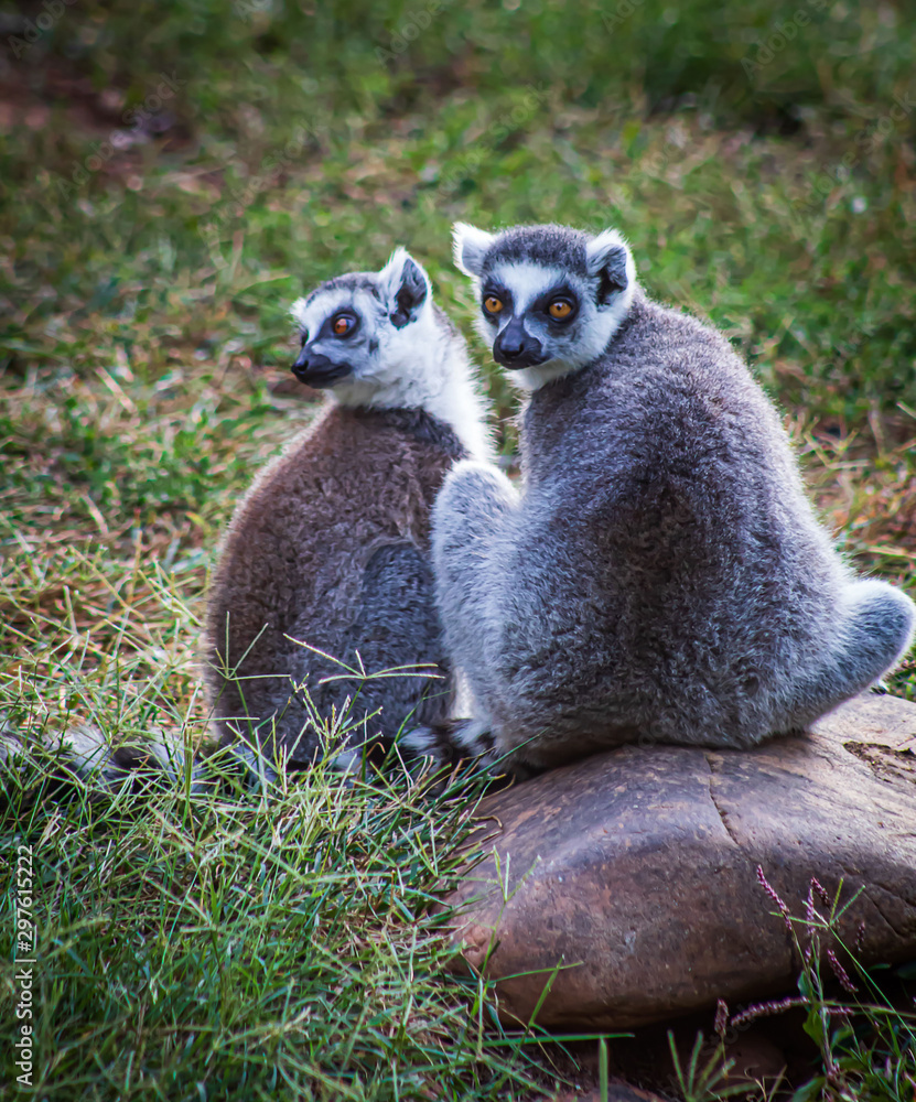 Fototapeta premium Lovable Lemur