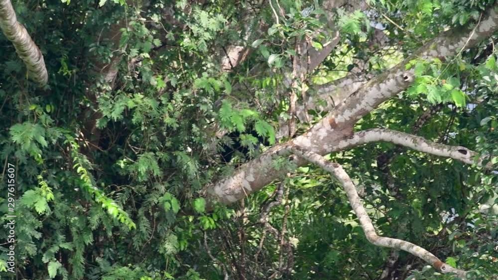 Asian Black Bear Climbing down a Fruiting Tree, Ursus thibetanus, is also called the Asiatic Black Bear; arboreal medium sized bear feeding on ripened fruits. Asian Black Bear Climbing down a Fruiting Tree, Ursus thibetanus, is also called the Asiatic Black Bear; arboreal medium sized bear feeding on ripened fruits.
