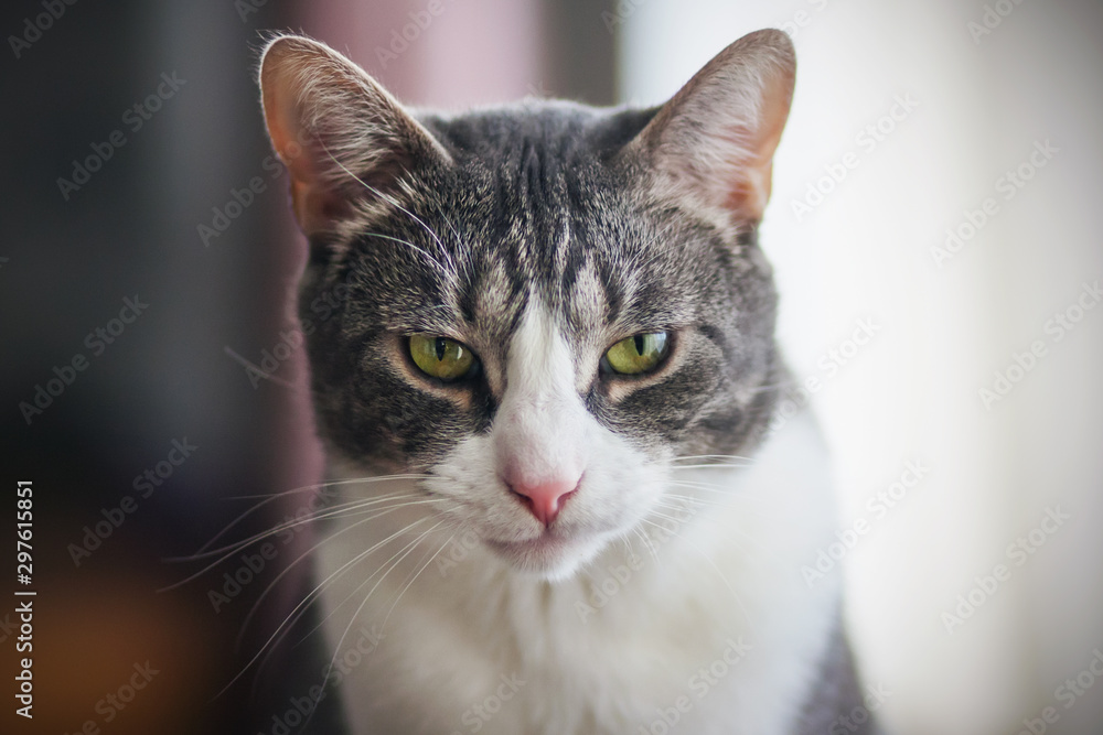 Cute gray tabby cat with pink nose and green eyes slyly watching.