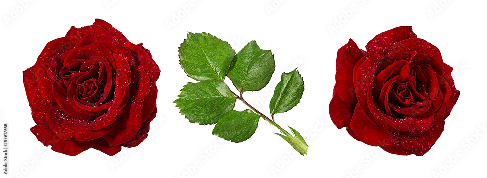 Fototapeta premium Fresh beautiful roses with dewdrops isolated on white background with clipping path