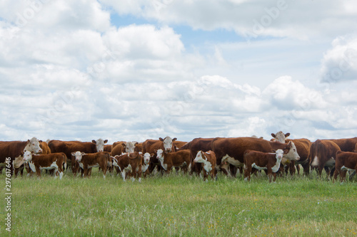 ganado hereford sobre pastura en el campo