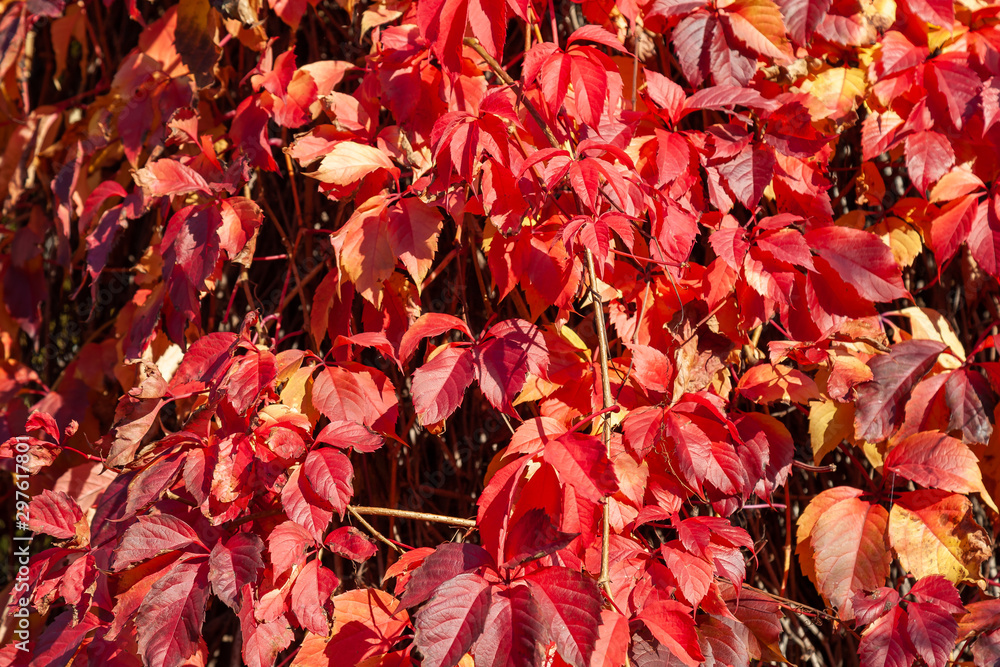 Wild wine is climbing up a wall. In autumn the color changes to a vibrant red. The wall is fully covered by this beautiful plant.