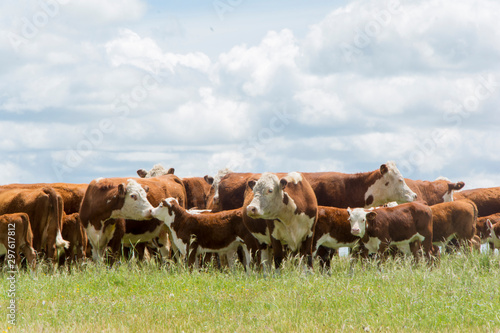 ganado hereford sobre pastura en el campo photo