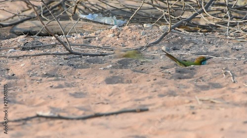 Green Bee Eaters (Merops orientalis muscatensis) playing in the desert sand in the United Arab Emirates. photo