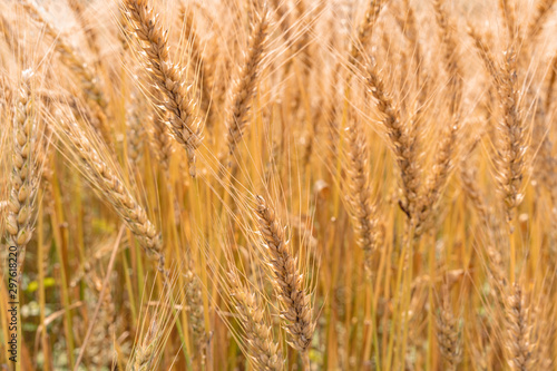 Golden Cornish Barley crops in a field ready for harvest © asiraj