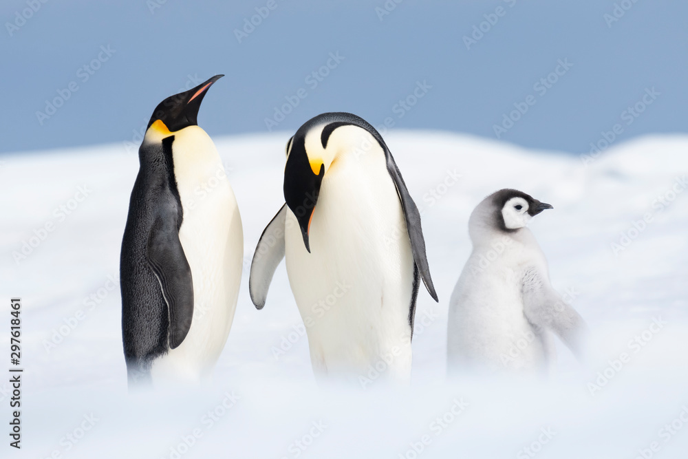 Fototapeta premium Two Emperor Penguins with chick at Snow Hill