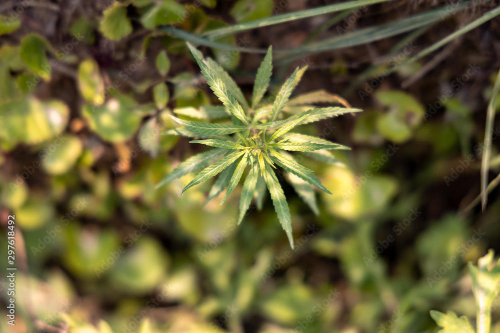 Wild marijuana or cannabis plant grows on the side of the road Wild marijuana or cannabis plant grows on the side of the road