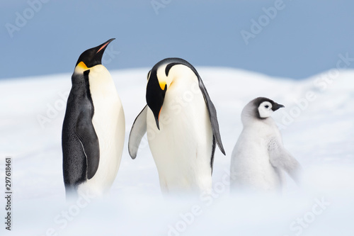 Two Emperor Penguins with chick at Snow Hill