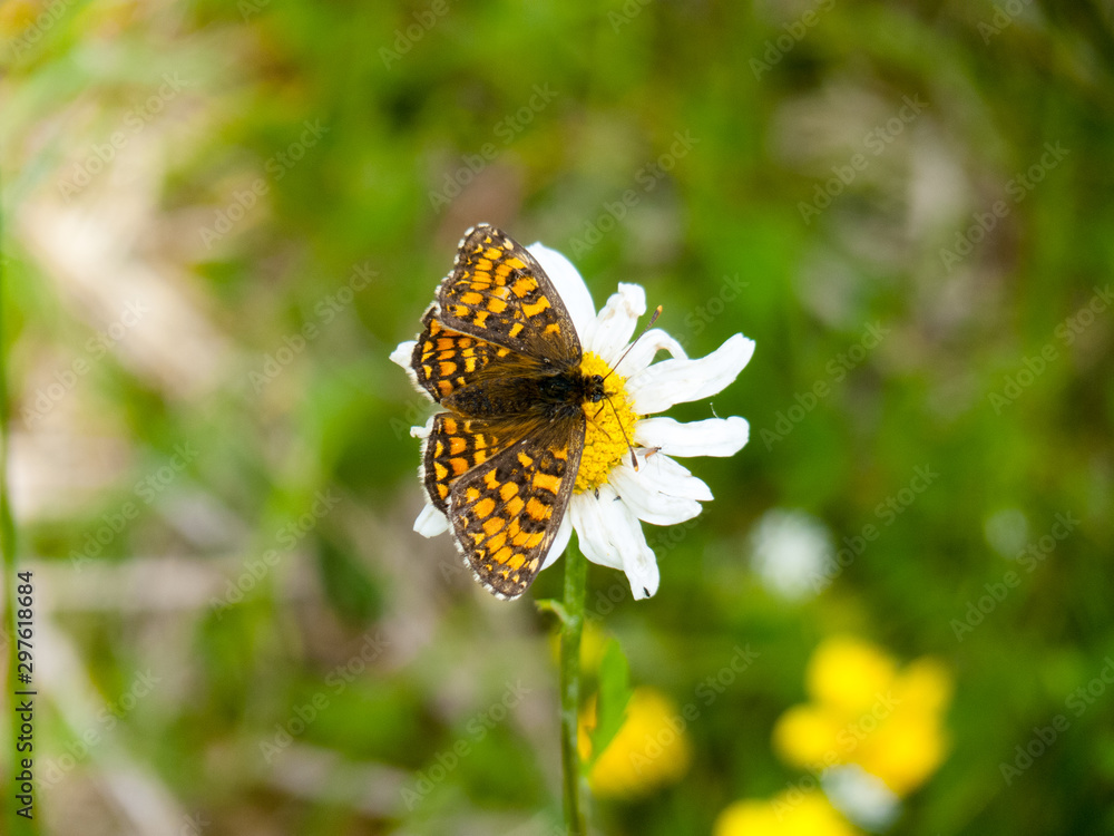 Obraz premium Papillon sur une fleur