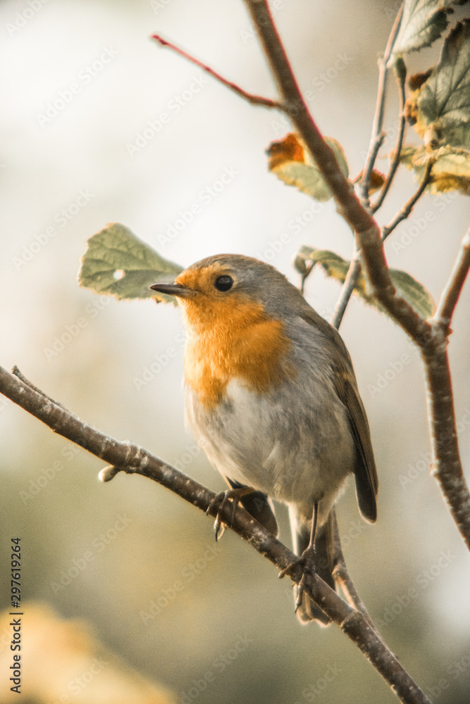 Fototapeta premium 2