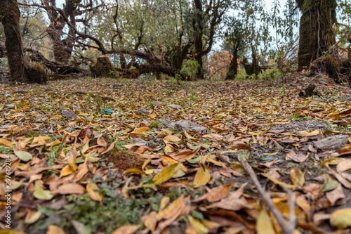 Yello and orange fall leaves