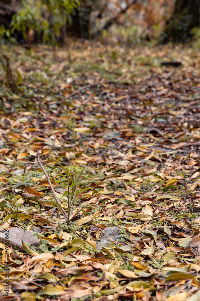 Yello and orange fall leaves