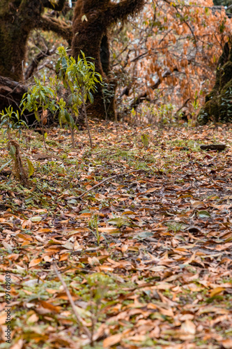 Yello and orange fall leaves