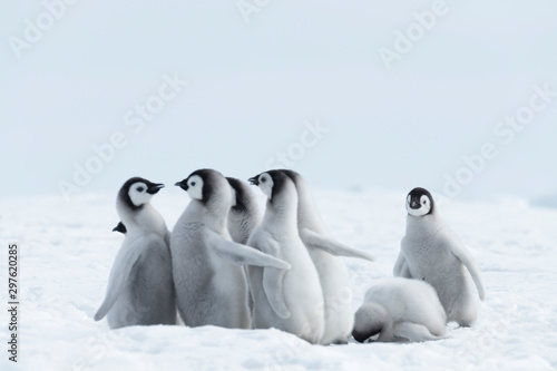 Photo Emperor Penguins chicks on ice in Antarctica
