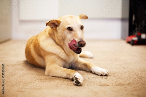 Cute Yellow Lab Licking Her Lips
