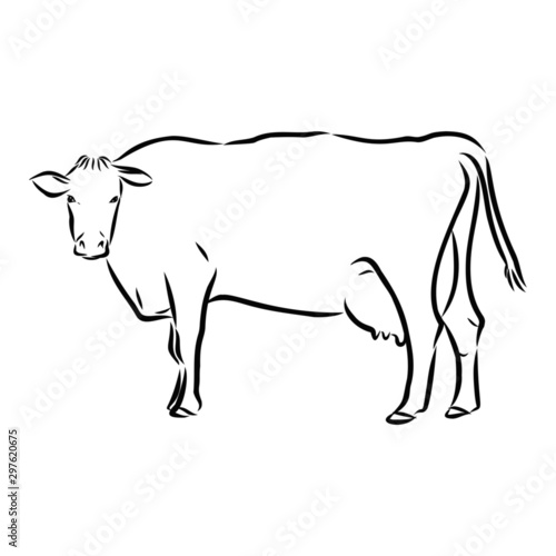 illustration of cow, sketch 