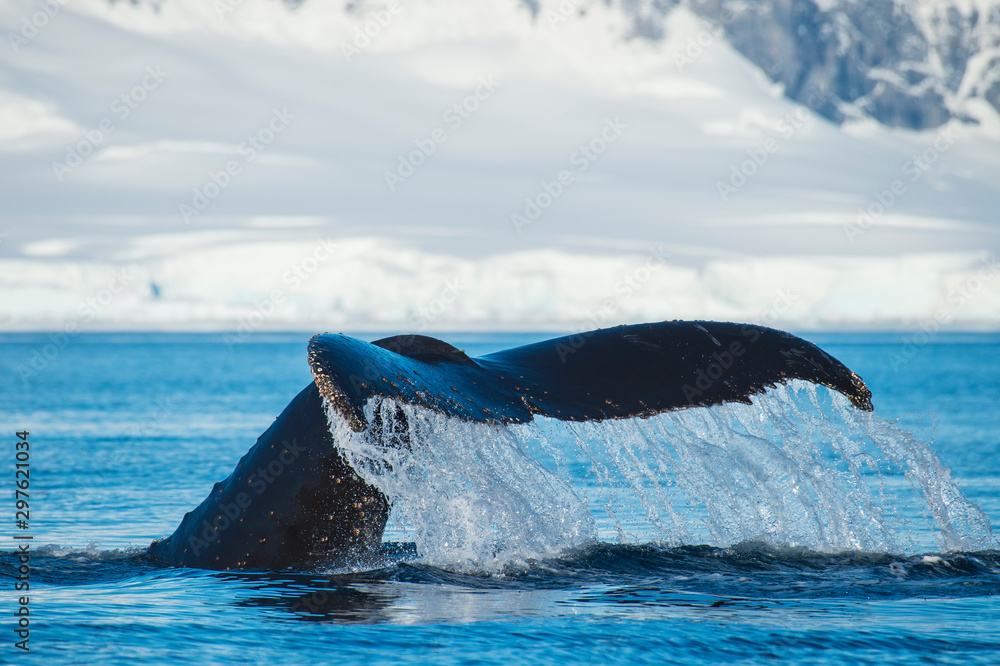 Naklejka premium Humpback Whale tail