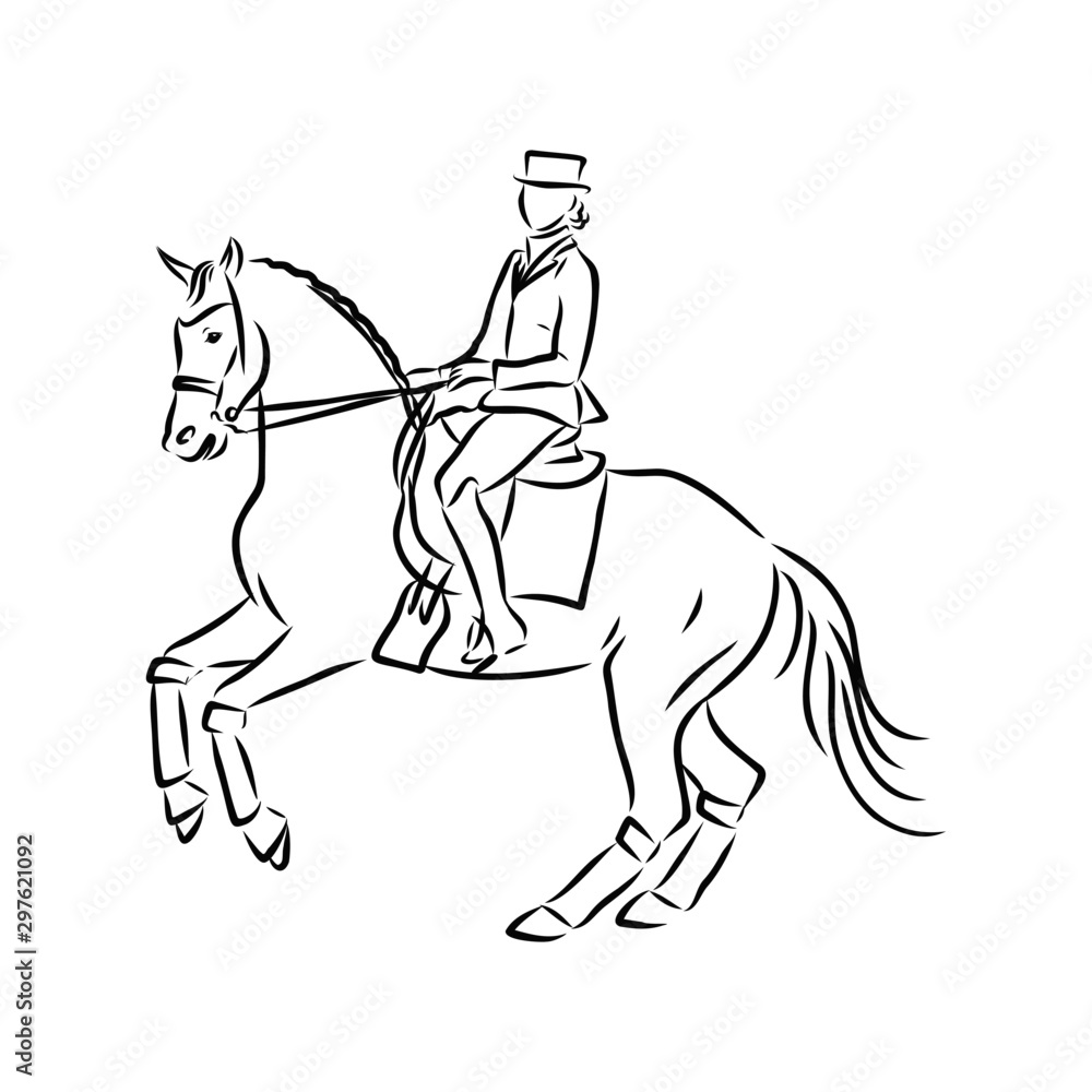 Fototapeta premium vector illustration of a horse, horsemanship sketch 