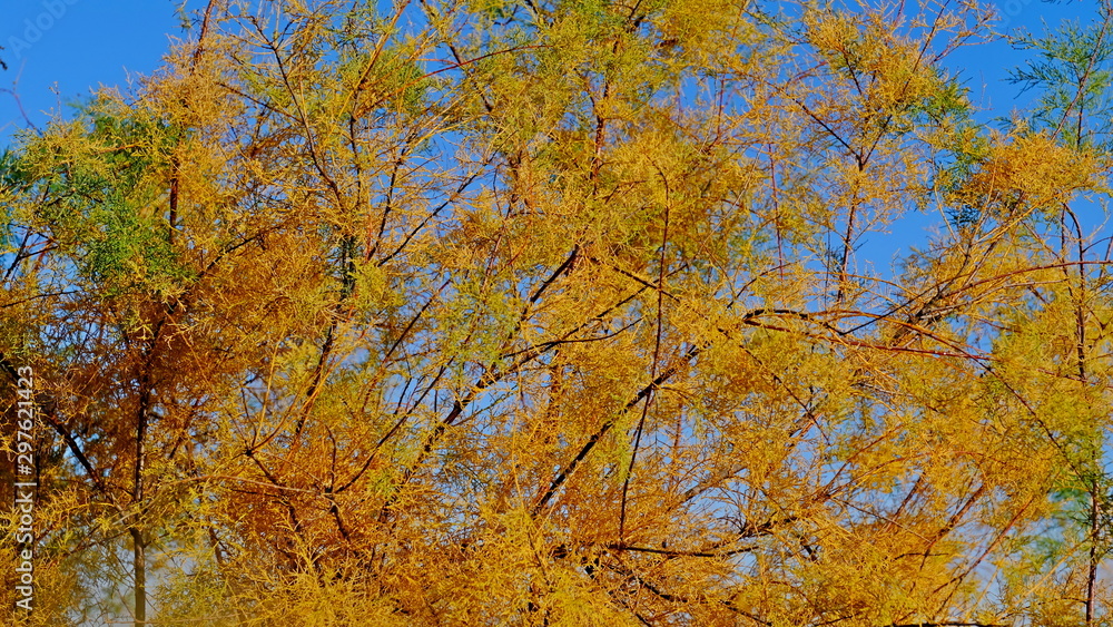 Yellow leaves of plants in October. Autumn background for the designer. Colors of autumn Yellow leaves of plants in October. Autumn background for the designer. Colors of autumn