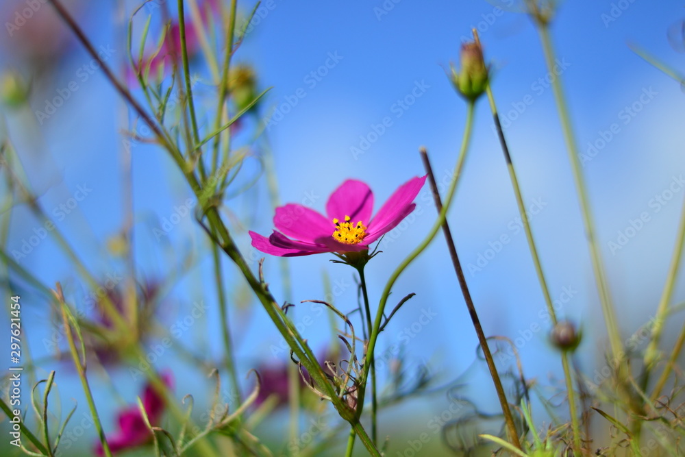 flowers on background of blue sky flowers on background of blue sky