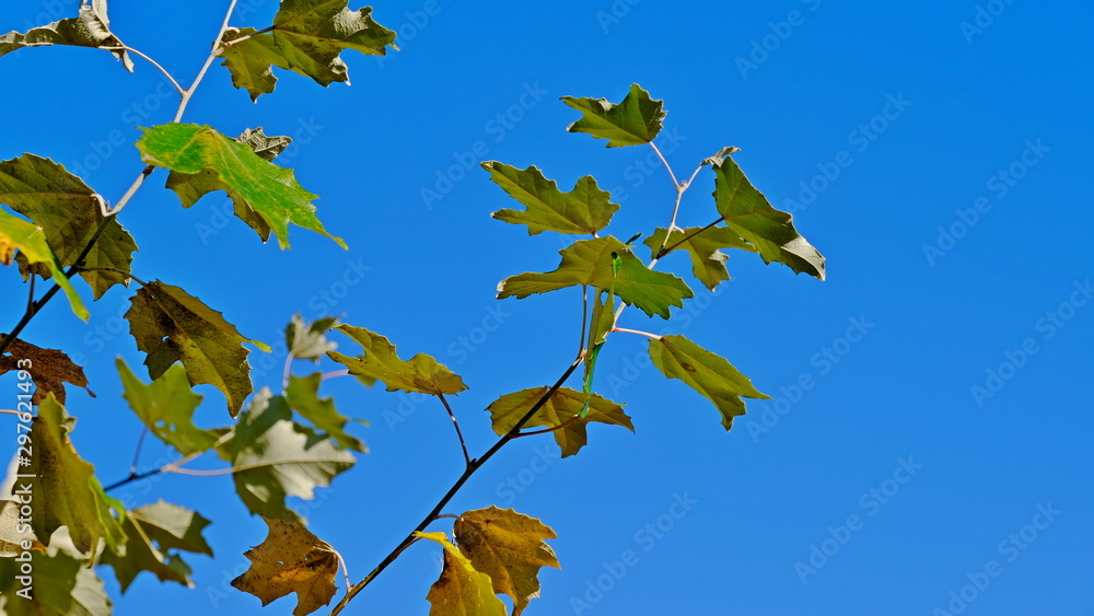 Yellow leaves of plants in October. Autumn background for the designer. Colors of autumn Yellow leaves of plants in October. Autumn background for the designer. Colors of autumn