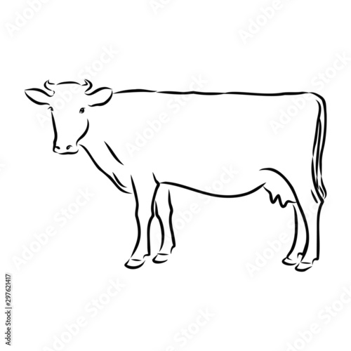 illustration of cow on white background