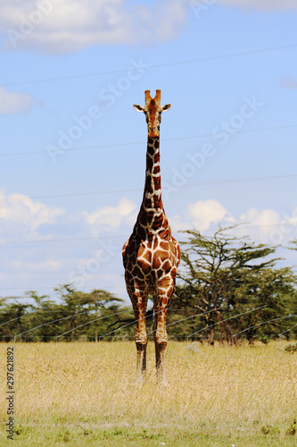 Photography giraffe in Kenya