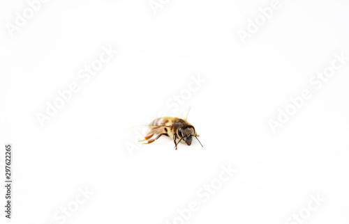Bee on White Background 01