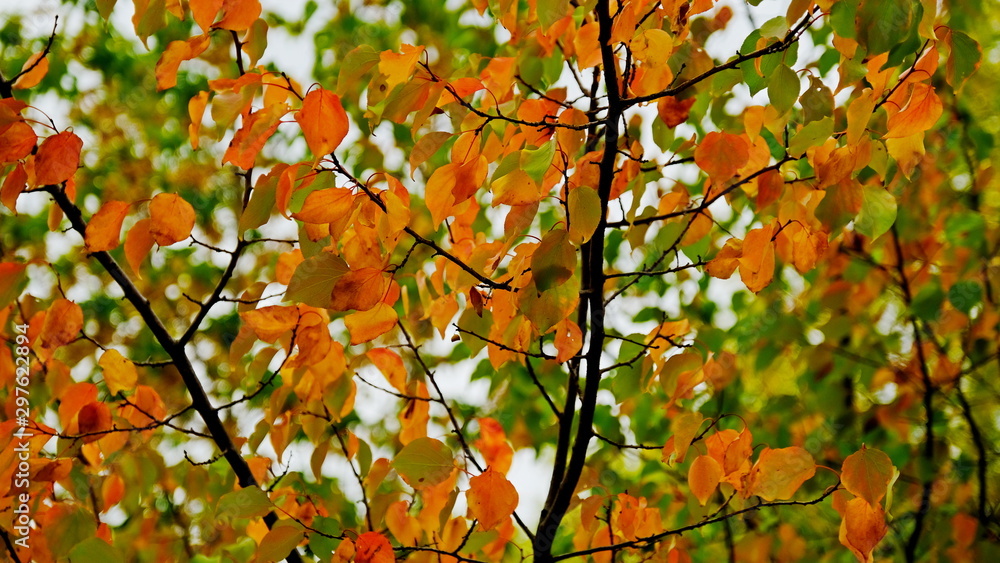 Yellow leaves of plants in October. Autumn background for the designer. Colors of autumn Yellow leaves of plants in October. Autumn background for the designer. Colors of autumn